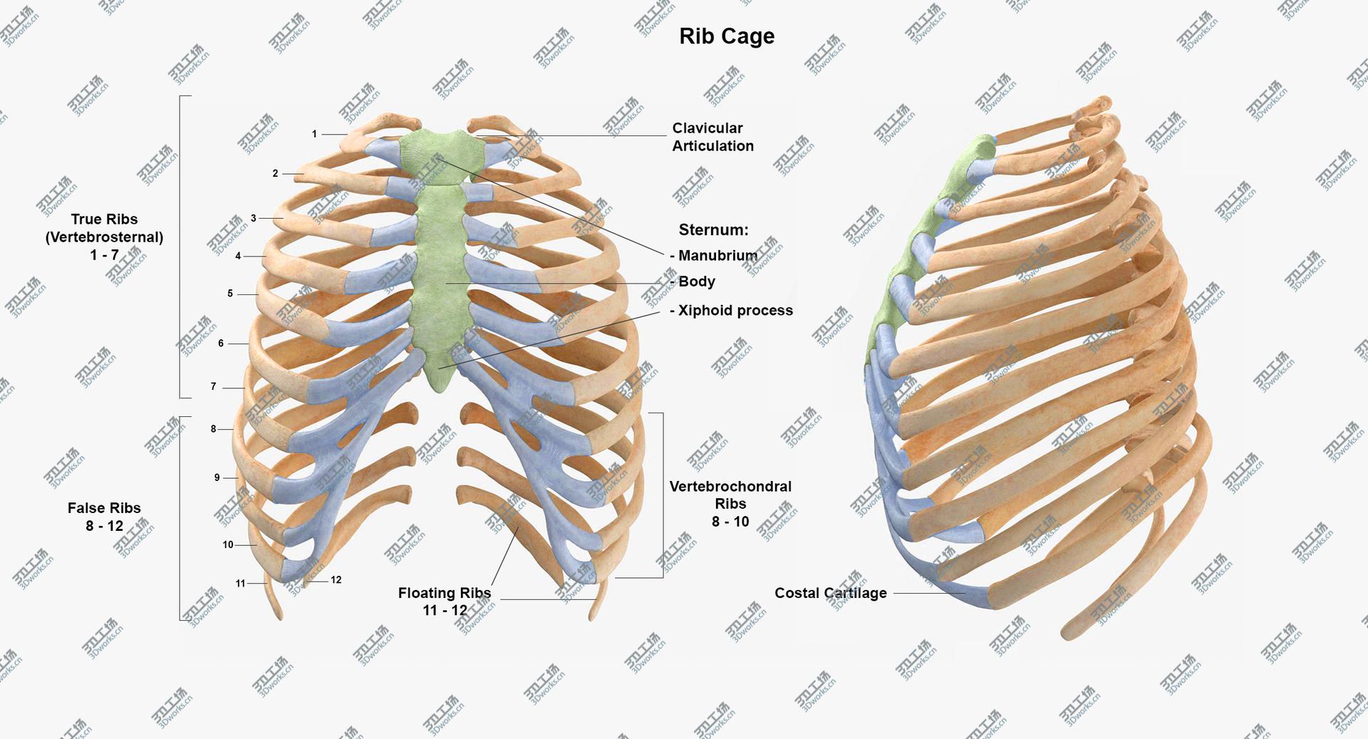 images/goods_img/202104094/3D Real Human Rib Thoracic Cage and Spine Bones Anatomy White 01/5.jpg